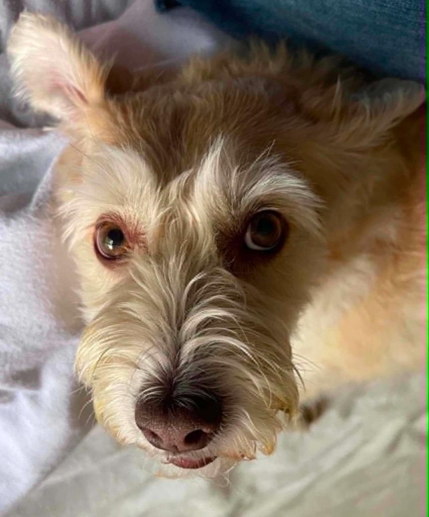 Freddie, a Adoptable mixed breed in Waxhaw, NC image 4/6