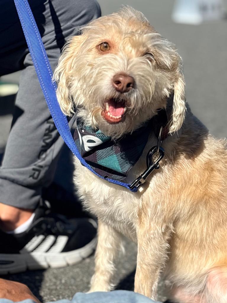 Freddie, Adoptable, Adult Male Poodle & Chihuahua.