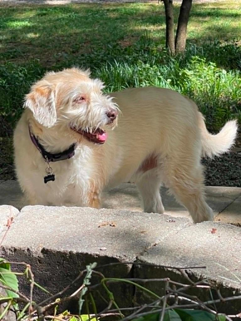 Enlarge Freddie, a Adoptable mixed breed in Waxhaw, NC image 6/6