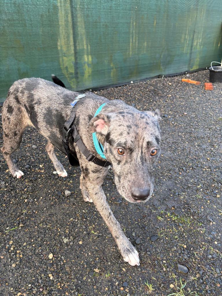 Enlarge Onyx, a Adoptable mixed breed in St. Helens, OR image 1/6