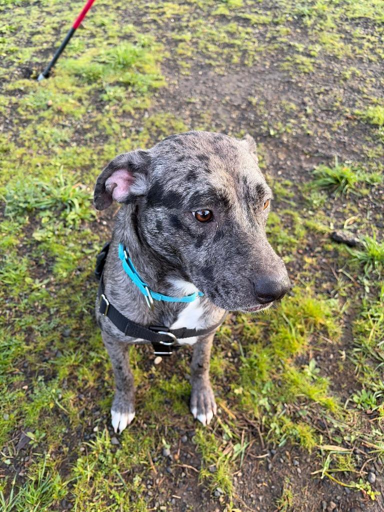 Enlarge Onyx, a Adoptable mixed breed in St. Helens, OR image 2/6