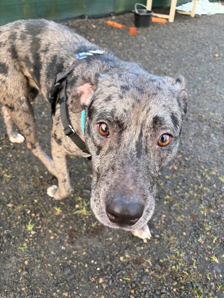 Enlarge Onyx, a Adoptable mixed breed in St. Helens, OR image 3/6