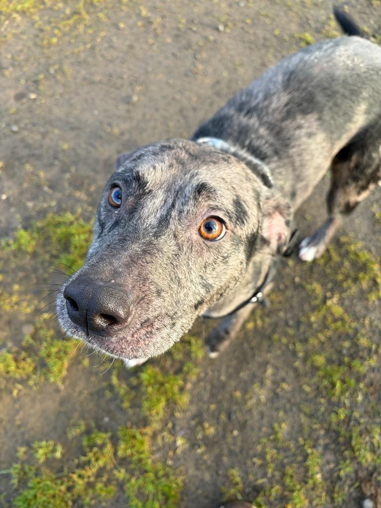 Enlarge Onyx, a Adoptable mixed breed in St. Helens, OR image 4/6