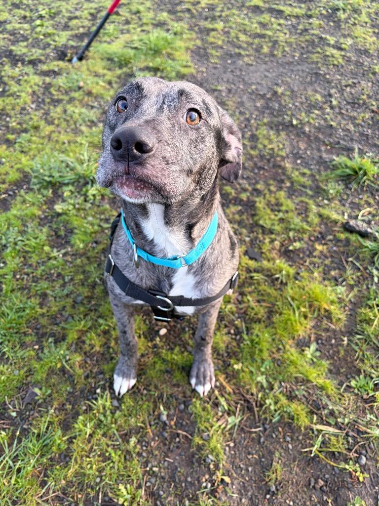 Enlarge Onyx, a Adoptable mixed breed in St. Helens, OR image 6/6