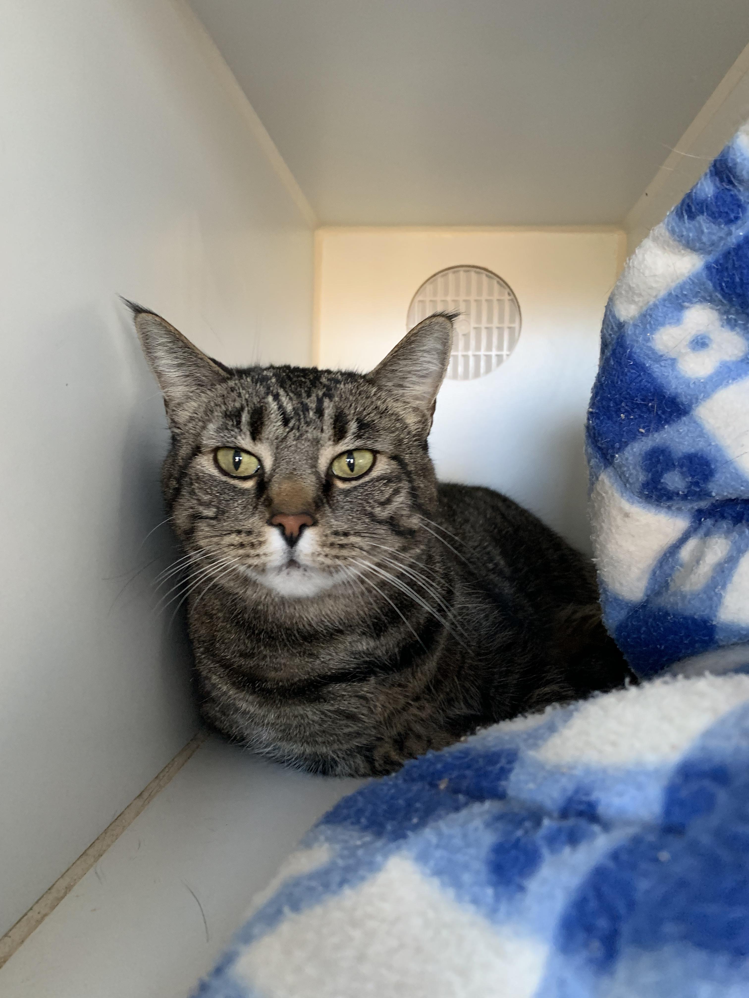 Goose, Adoptable, Adult Male Domestic Short Hair.