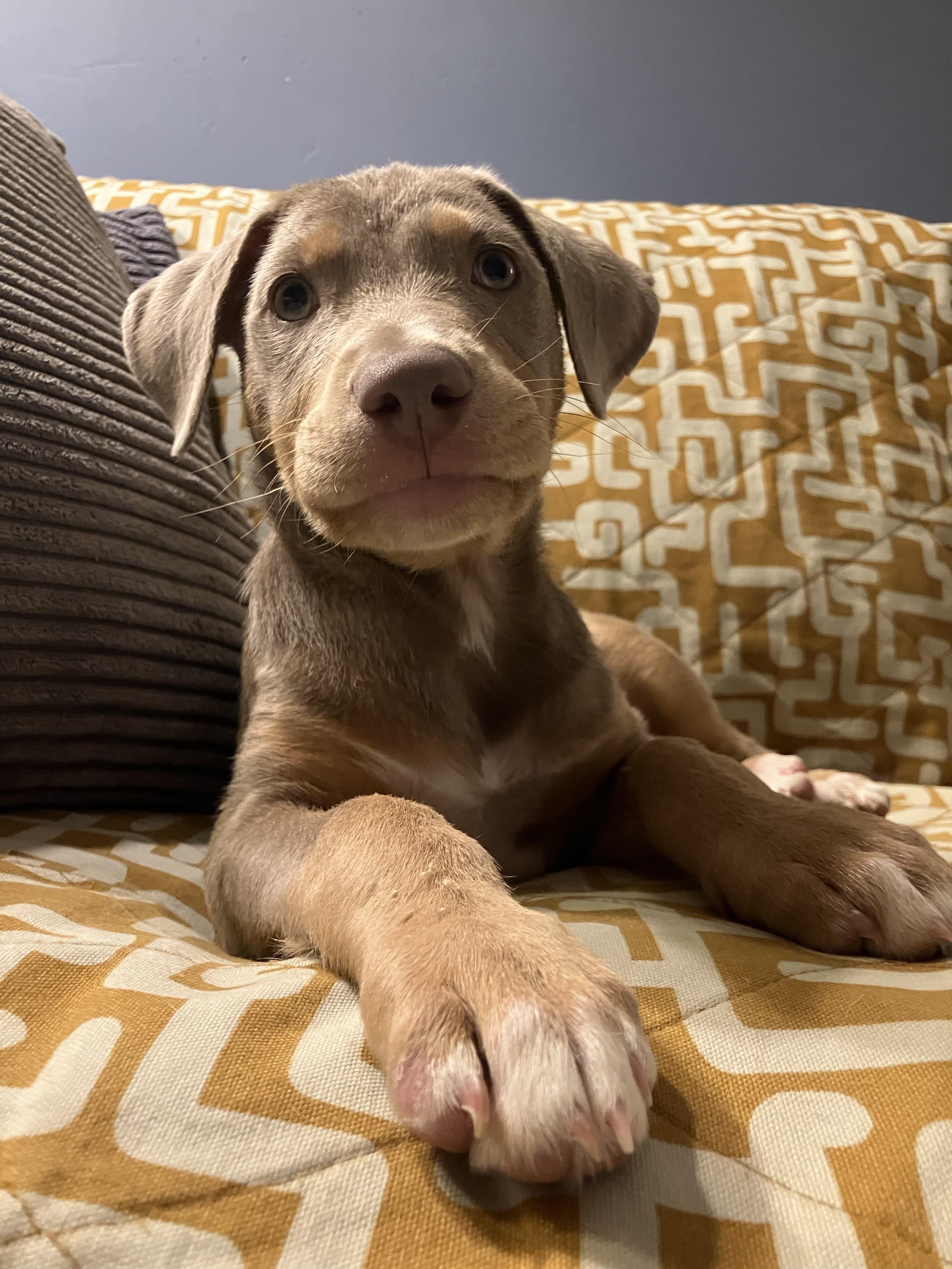 Nellie, an adopted mixed breed in Fort Collins, CO image 3/5