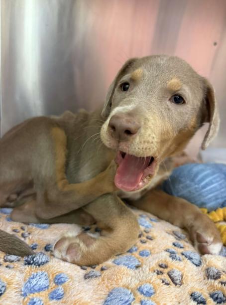 Nellie, an adopted mixed breed in Fort Collins, CO image 4/5