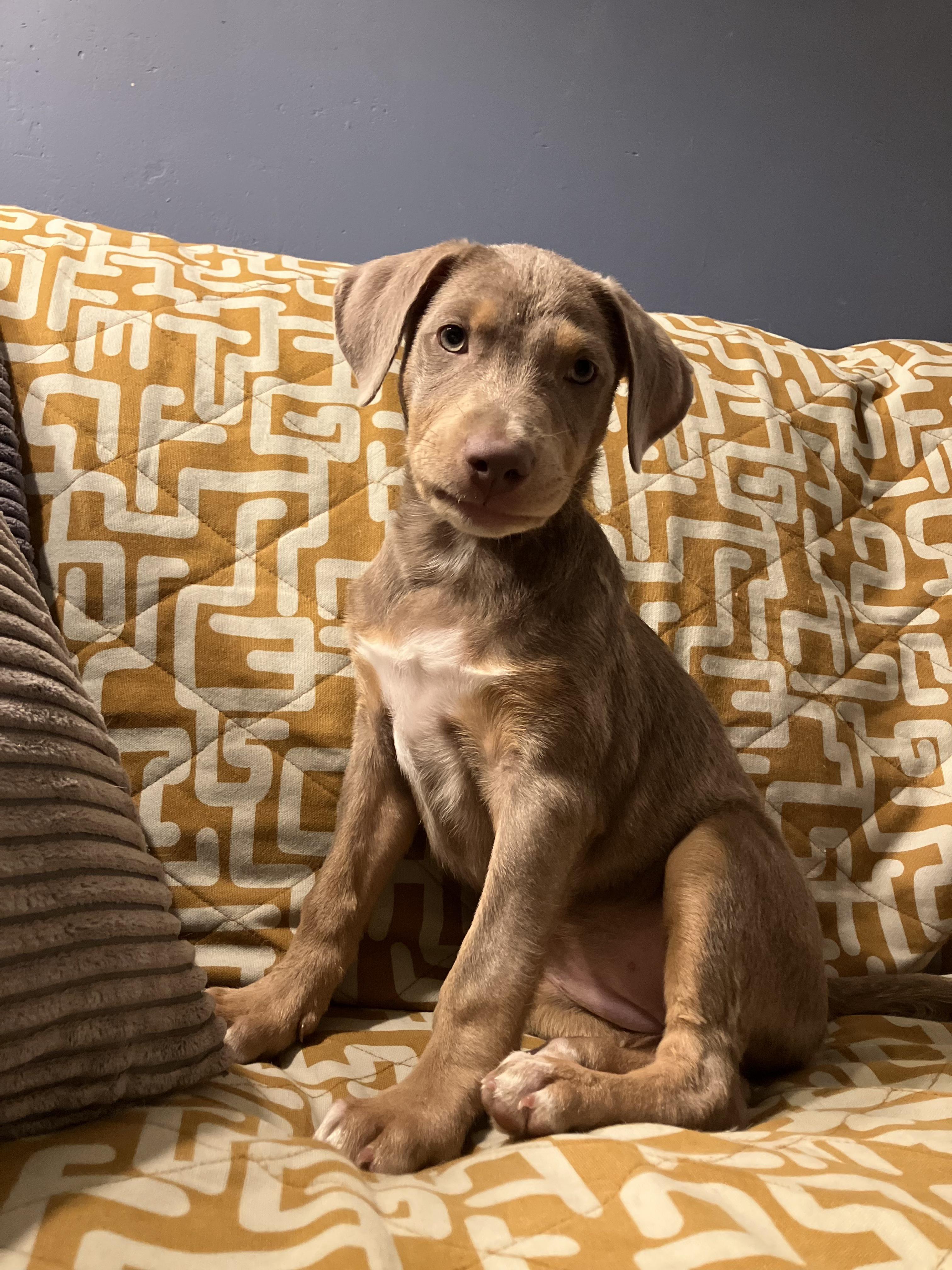 Nellie, an adopted mixed breed in Fort Collins, CO image 2/5