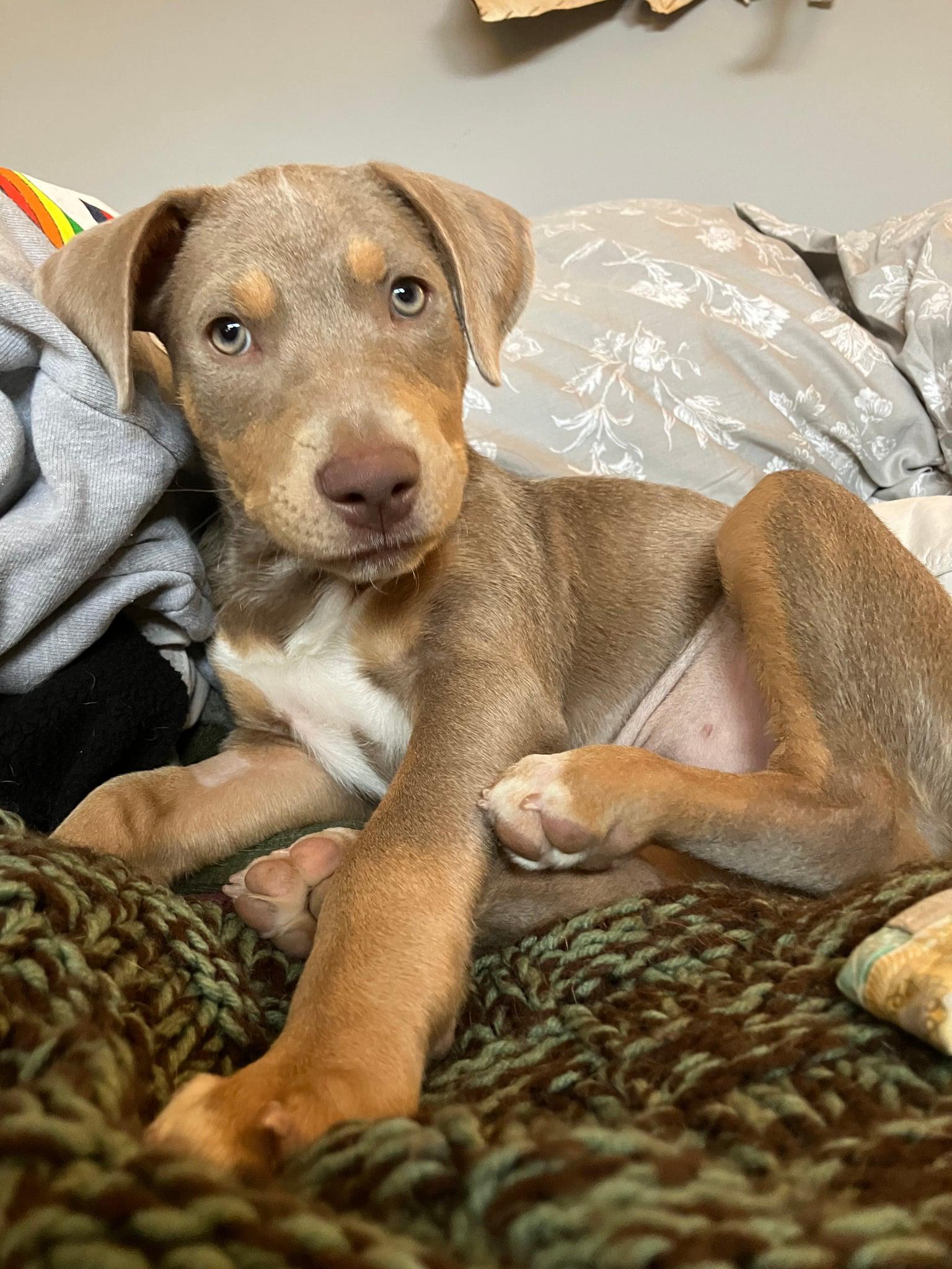 Nellie, Adoptable, Puppy Female Doberman Pinscher.