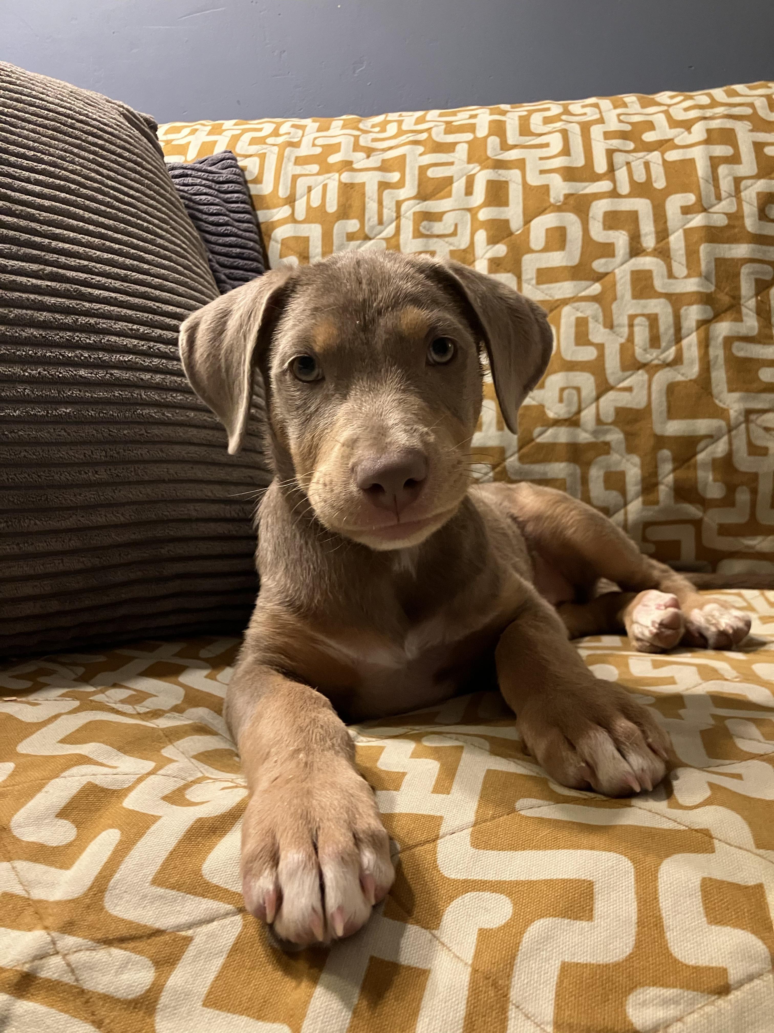 Nellie, an adopted mixed breed in Fort Collins, CO image 5/5