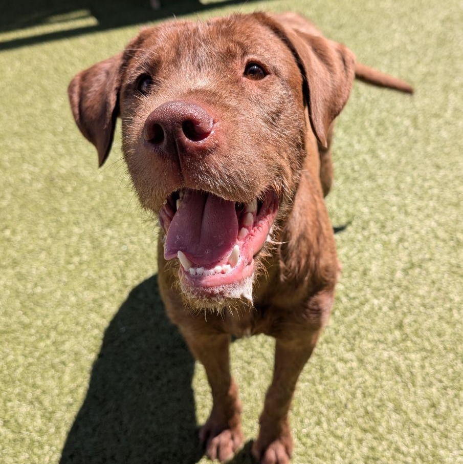 Enlarge Ruby Jane, an adopted mixed breed in Wenatchee, WA image 1/3
