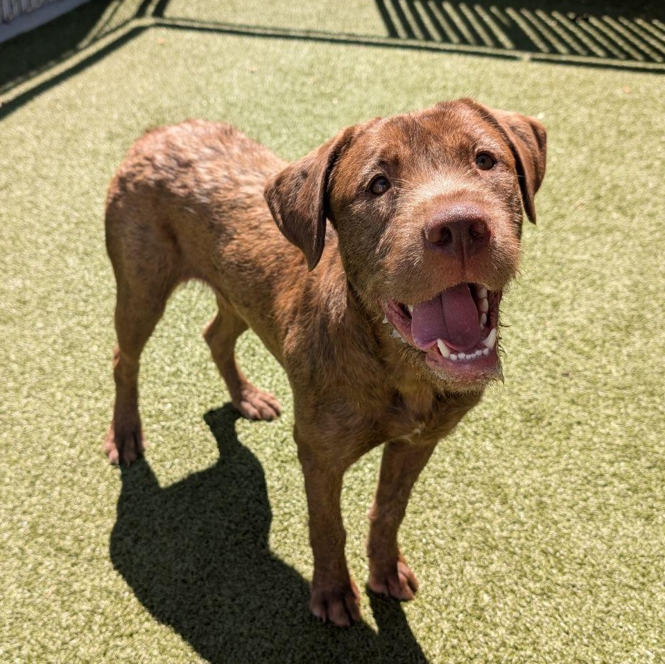 Enlarge Ruby Jane, an adopted mixed breed in Wenatchee, WA image 3/3