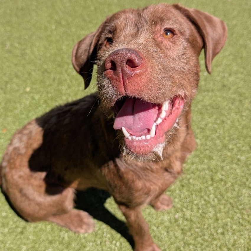 Enlarge Ruby Jane, an adopted mixed breed in Wenatchee, WA image 2/3