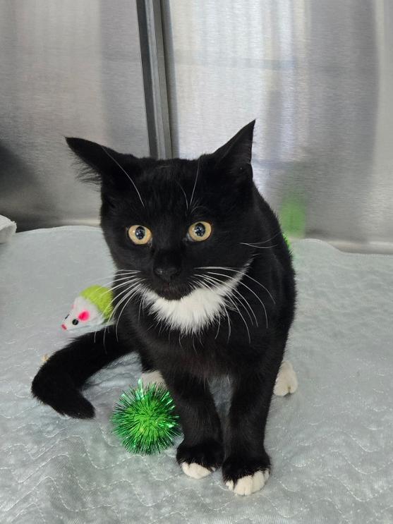 Enlarge Sully, a ADOPTABLE Domestic Short Hair in Mount Vernon, OH image 1/1