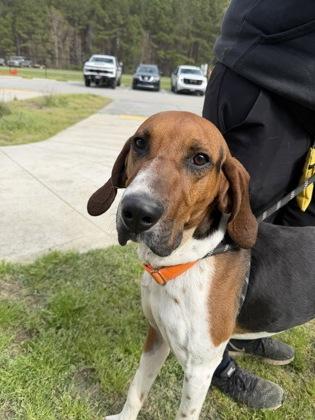 3551B Roo - Adoption Ambassador, Adoptable, Adult Male Treeing Walker Coonhound & Mixed Breed.