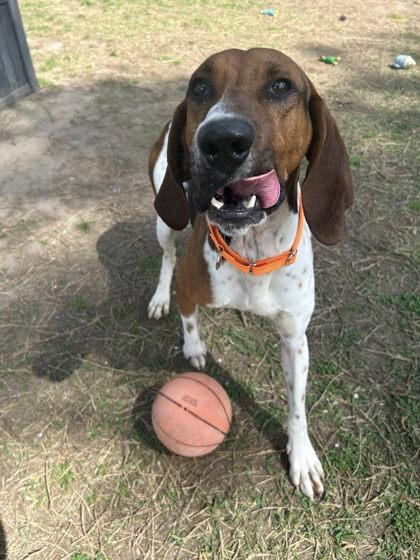 3551B Roo - Adoption Ambassador, a Adoptable mixed breed in North Charleston, SC image 2/3