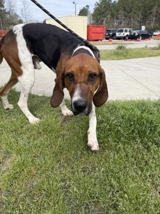3551B Roo - Adoption Ambassador, a Adoptable mixed breed in North Charleston, SC image 3/3