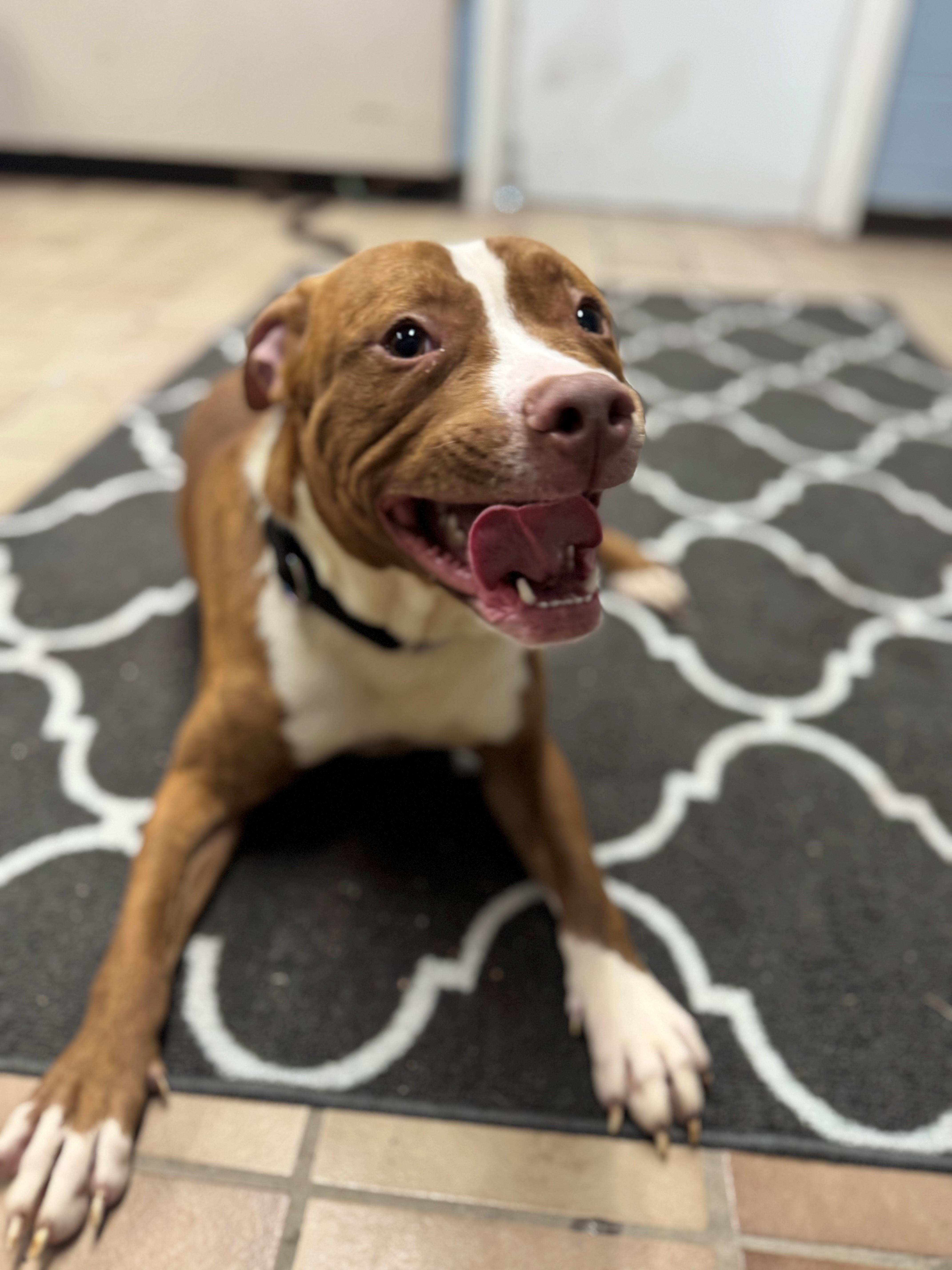 Warrick, a Adoptable mixed breed in Edison, NJ image 2/2