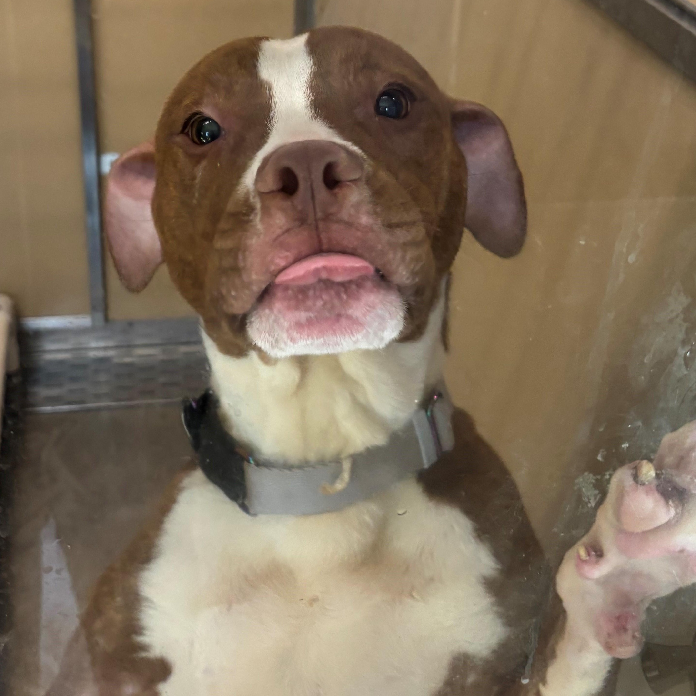 Warrick, a Adoptable mixed breed in Edison, NJ image 1/2