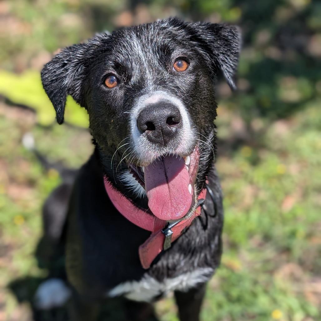 Enlarge Pixel, a Adoptable mixed breed in Buchanan Dam, TX image 1/5