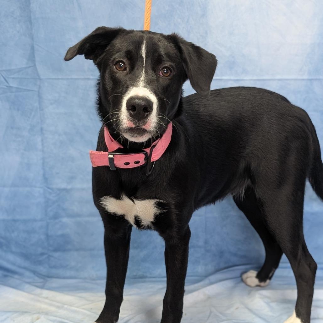 Enlarge Pixel, a Adoptable mixed breed in Buchanan Dam, TX image 2/5
