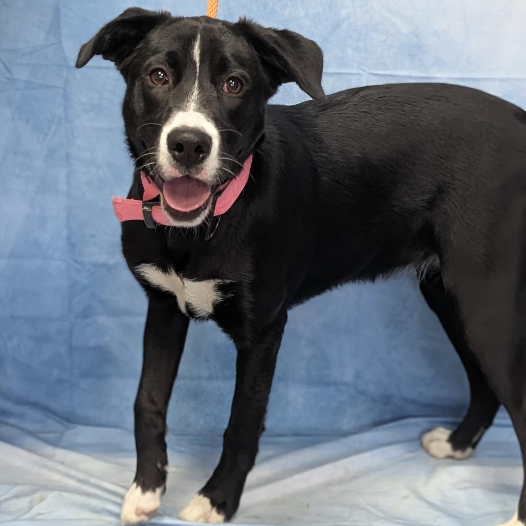 Enlarge Pixel, a Adoptable mixed breed in Buchanan Dam, TX image 3/5