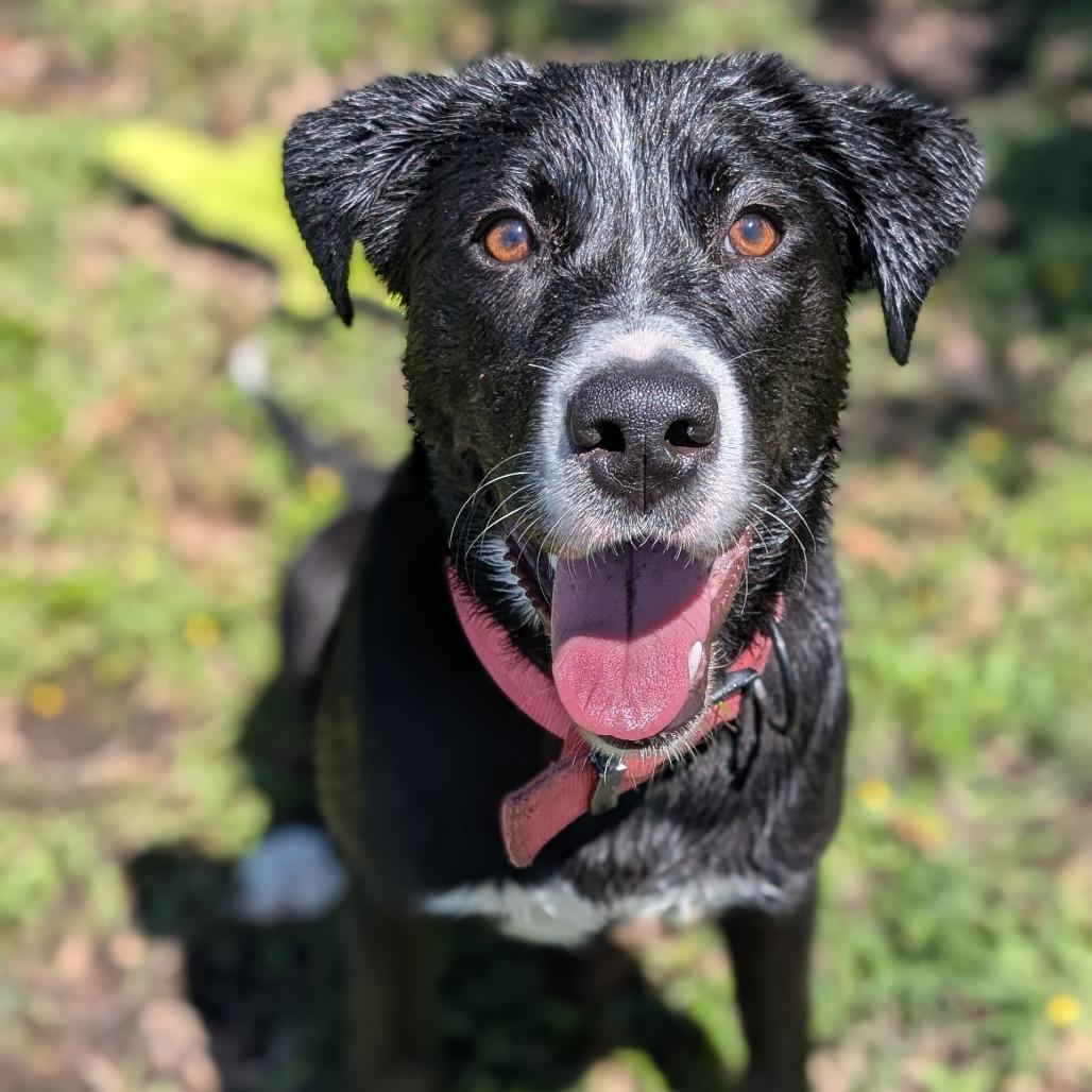 Enlarge Pixel, a Adoptable mixed breed in Buchanan Dam, TX image 4/5