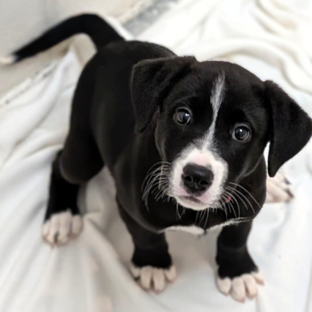 Enlarge Pixel, a Adoptable mixed breed in Buchanan Dam, TX image 5/5