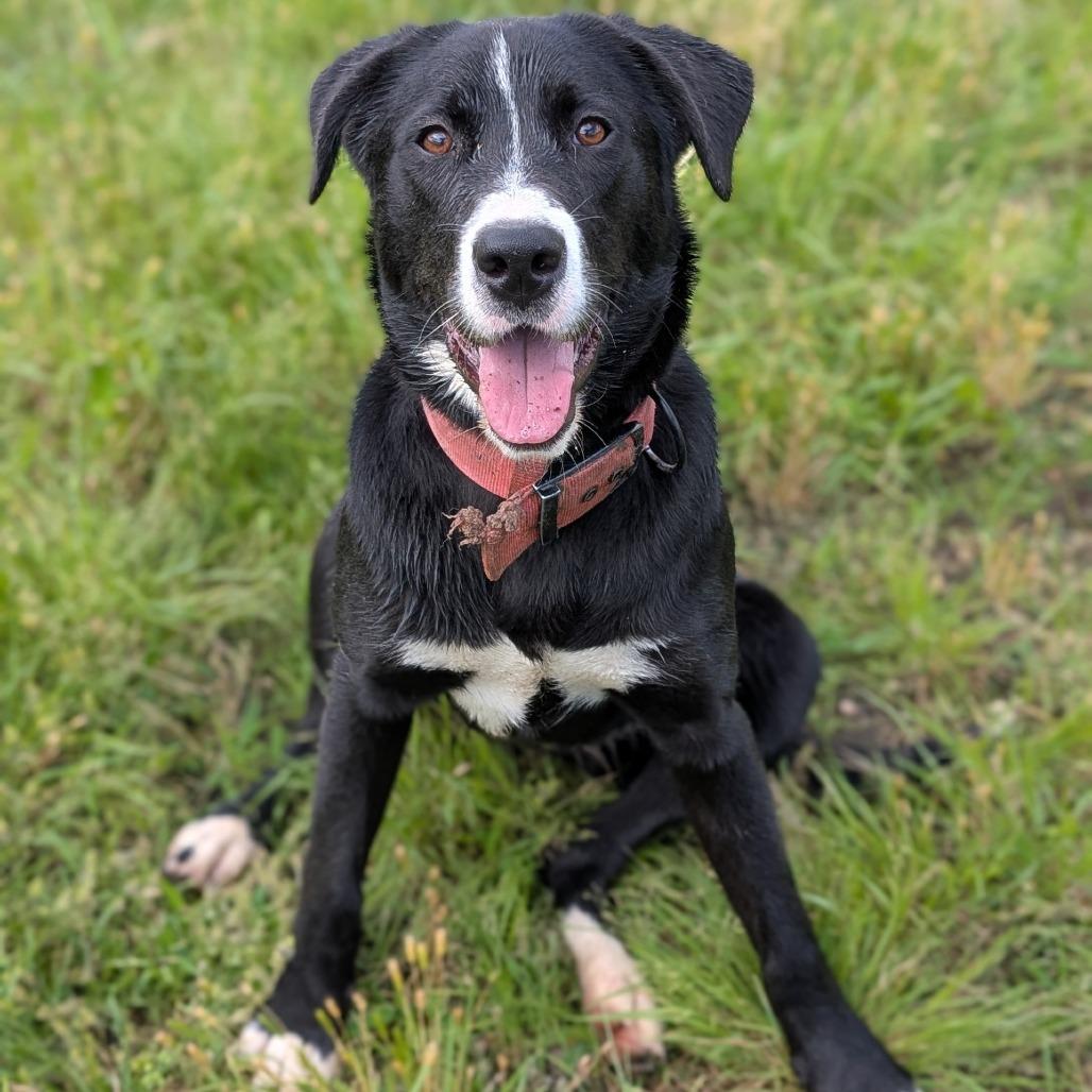 Enlarge Pixel, a Adoptable mixed breed in Buchanan Dam, TX image 6/6