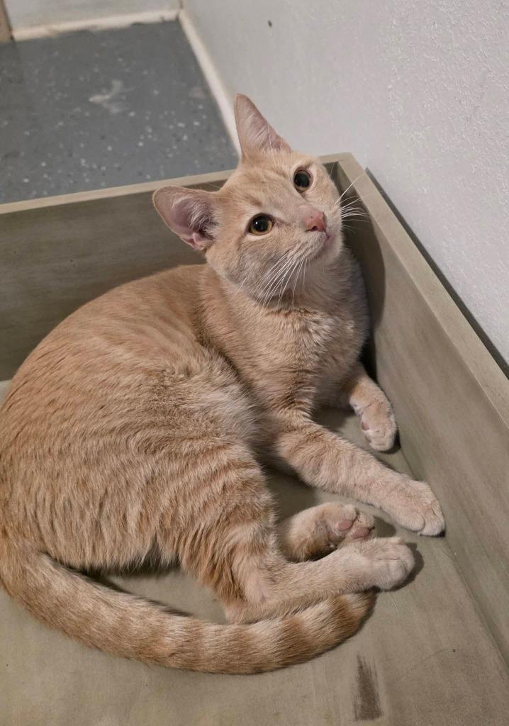 Hamlin, Adoptable, Kitten Male Domestic Short Hair.