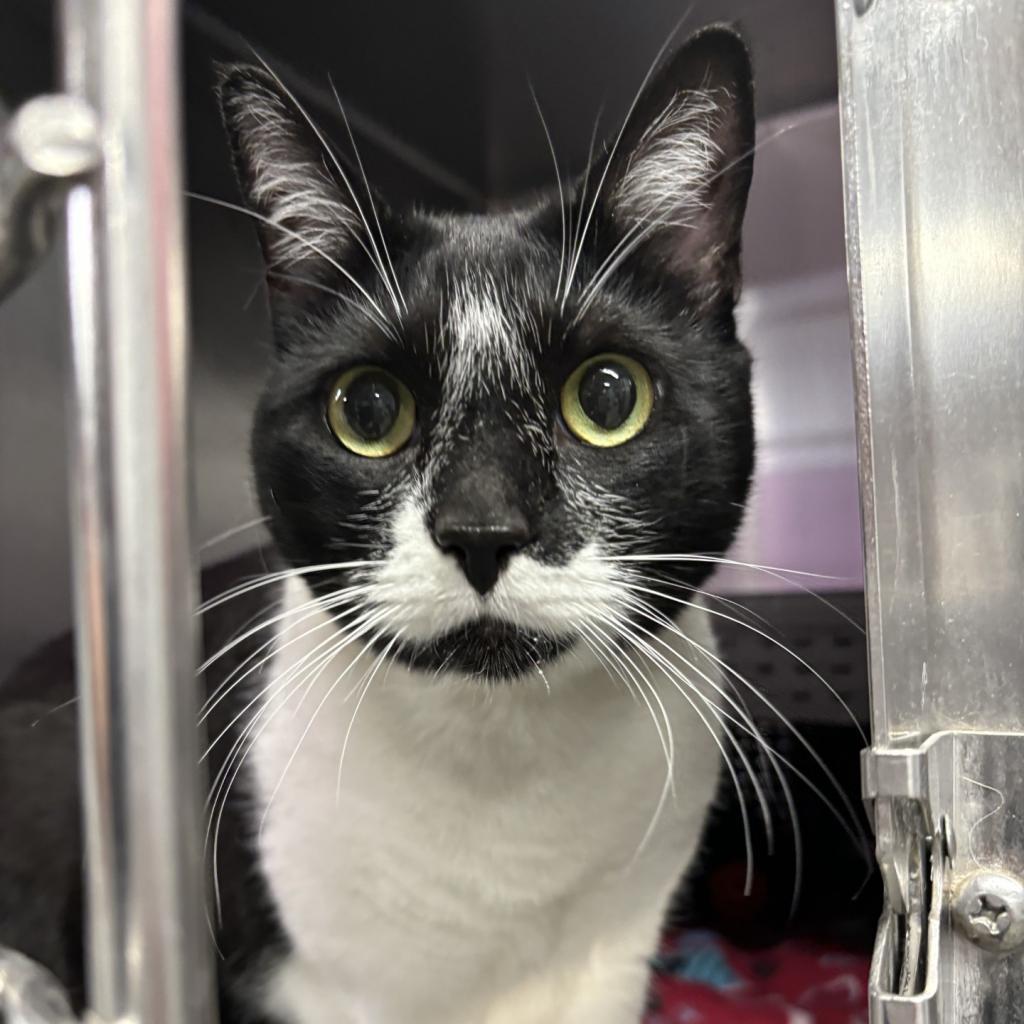 Minnie, Adoptable, Adult Female Domestic Short Hair.