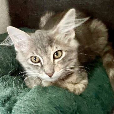 Skye (and Stormie), an adoptable mixed breed in Tulsa, OK image 1/8