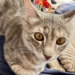 Skye (and Stormie), an adoptable mixed breed in Tulsa, OK image 6/8