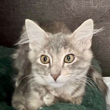 Enlarge Skye (and Stormie), an adoptable mixed breed in Tulsa, OK image 7/8