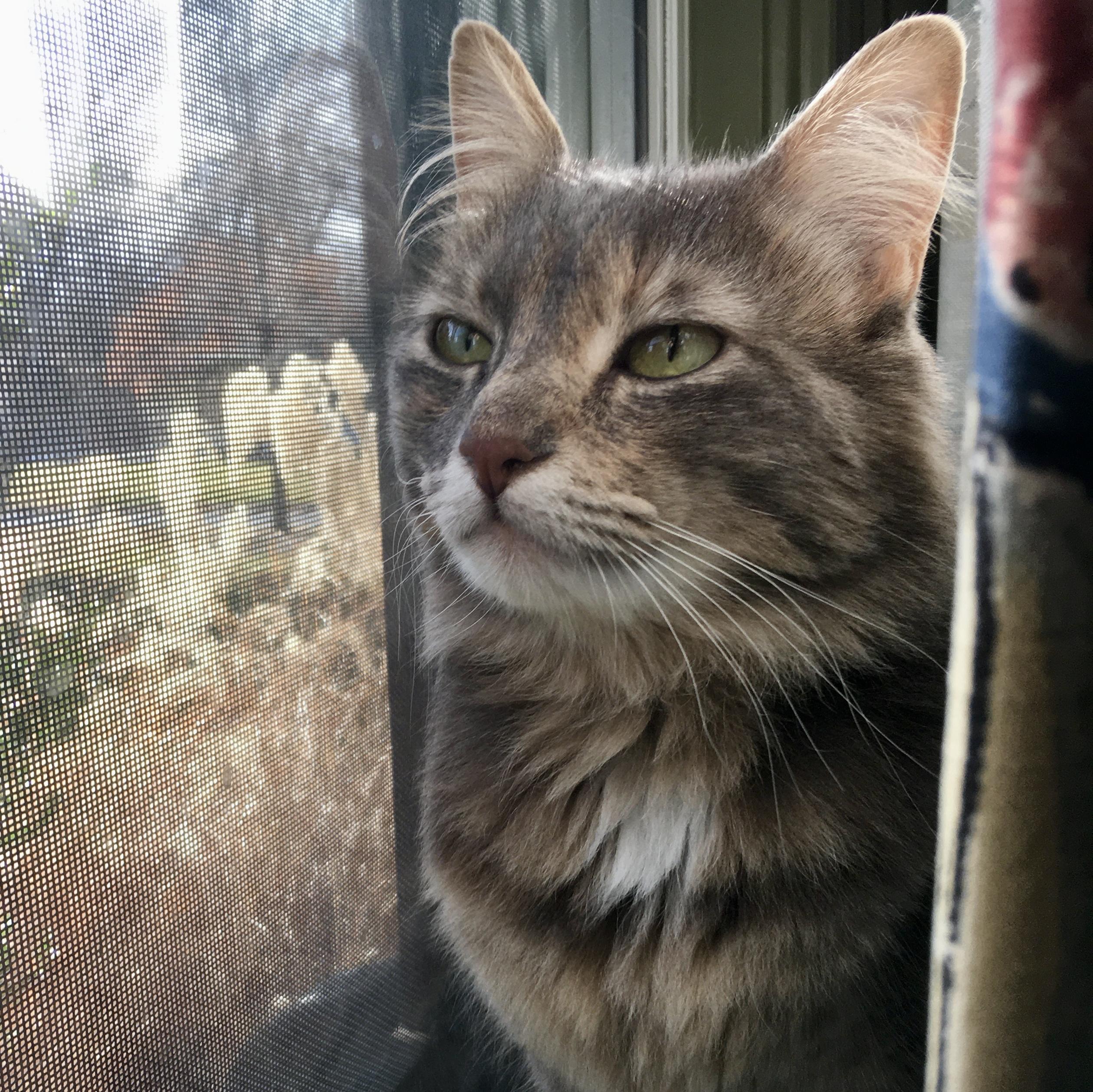 Skye, adoptable, Adult Female Tabby & Domestic Medium Hair.