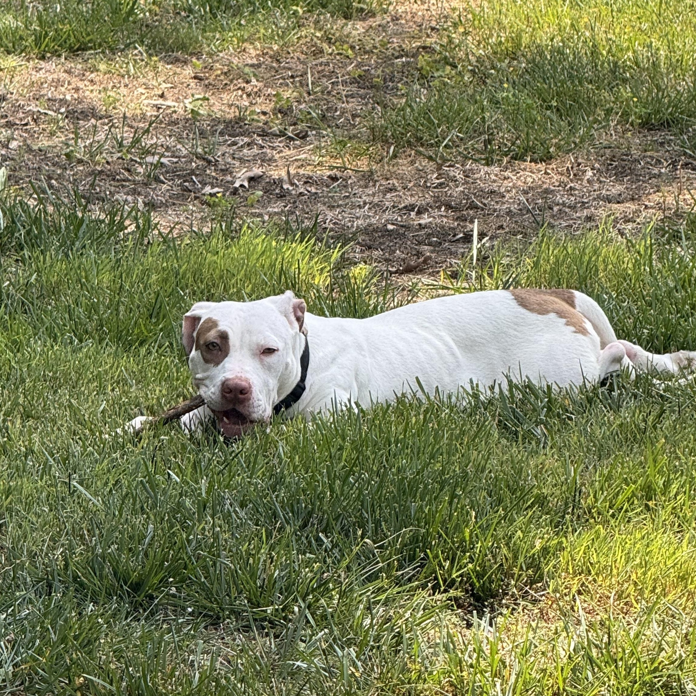 Zoe, a ADOPTABLE mixed breed in Alexandria, VA image 2/6