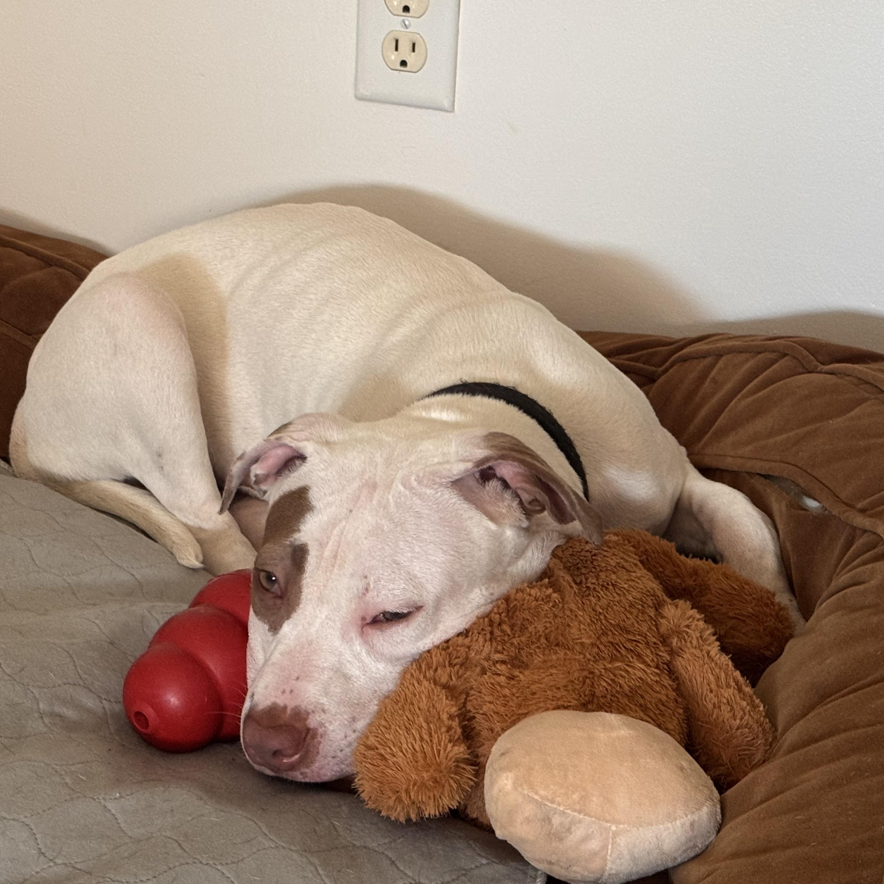 Zoe, a ADOPTABLE mixed breed in Alexandria, VA image 5/6