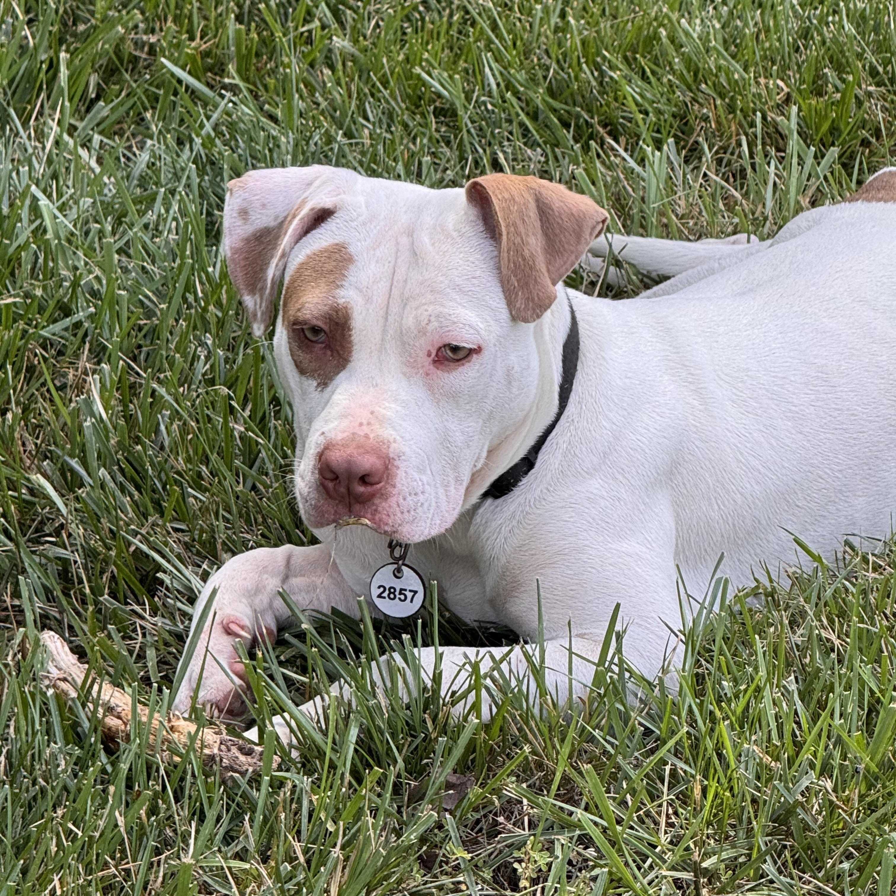 Zoe, a ADOPTABLE mixed breed in Alexandria, VA image 1/6