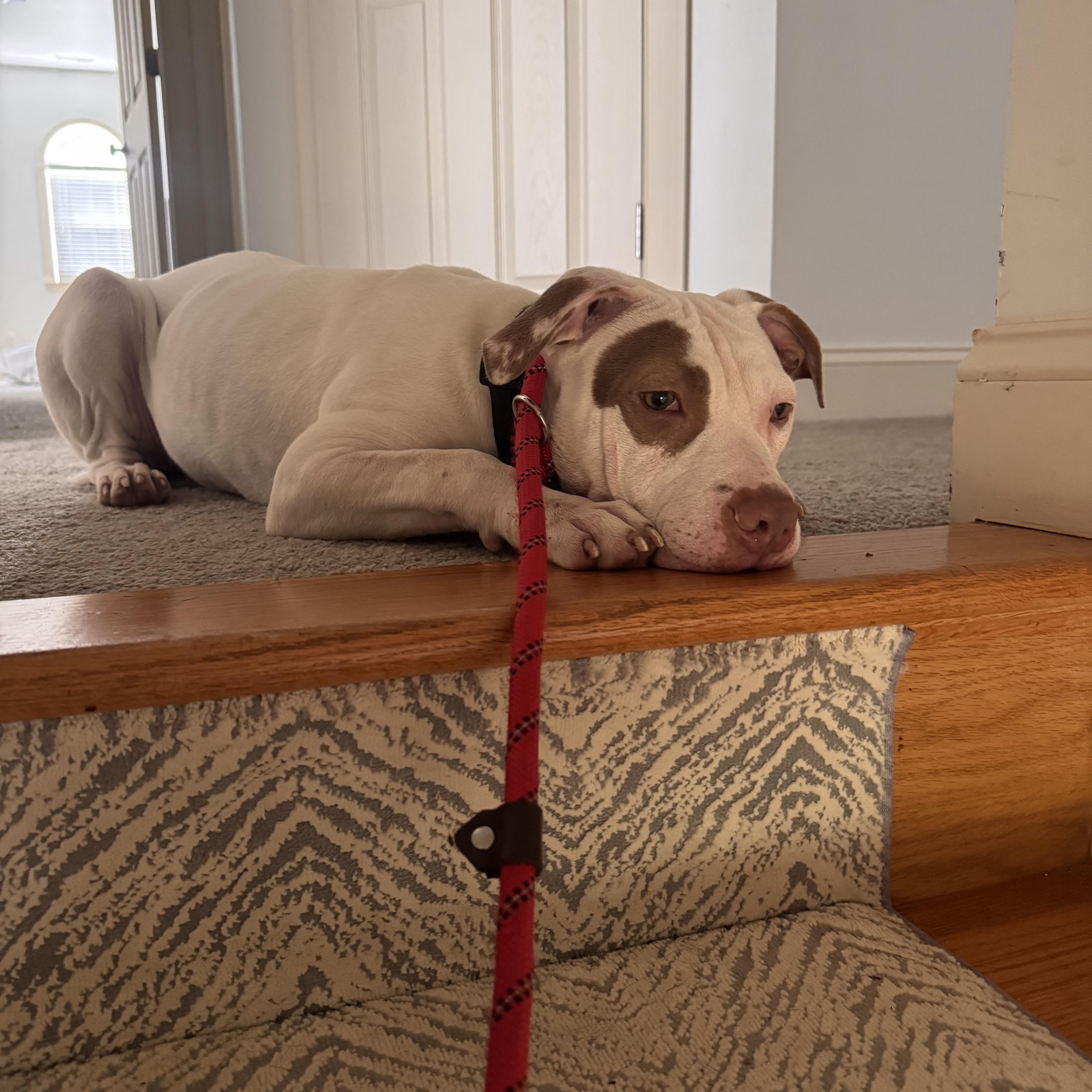 Zoe, a ADOPTABLE mixed breed in Alexandria, VA image 6/6