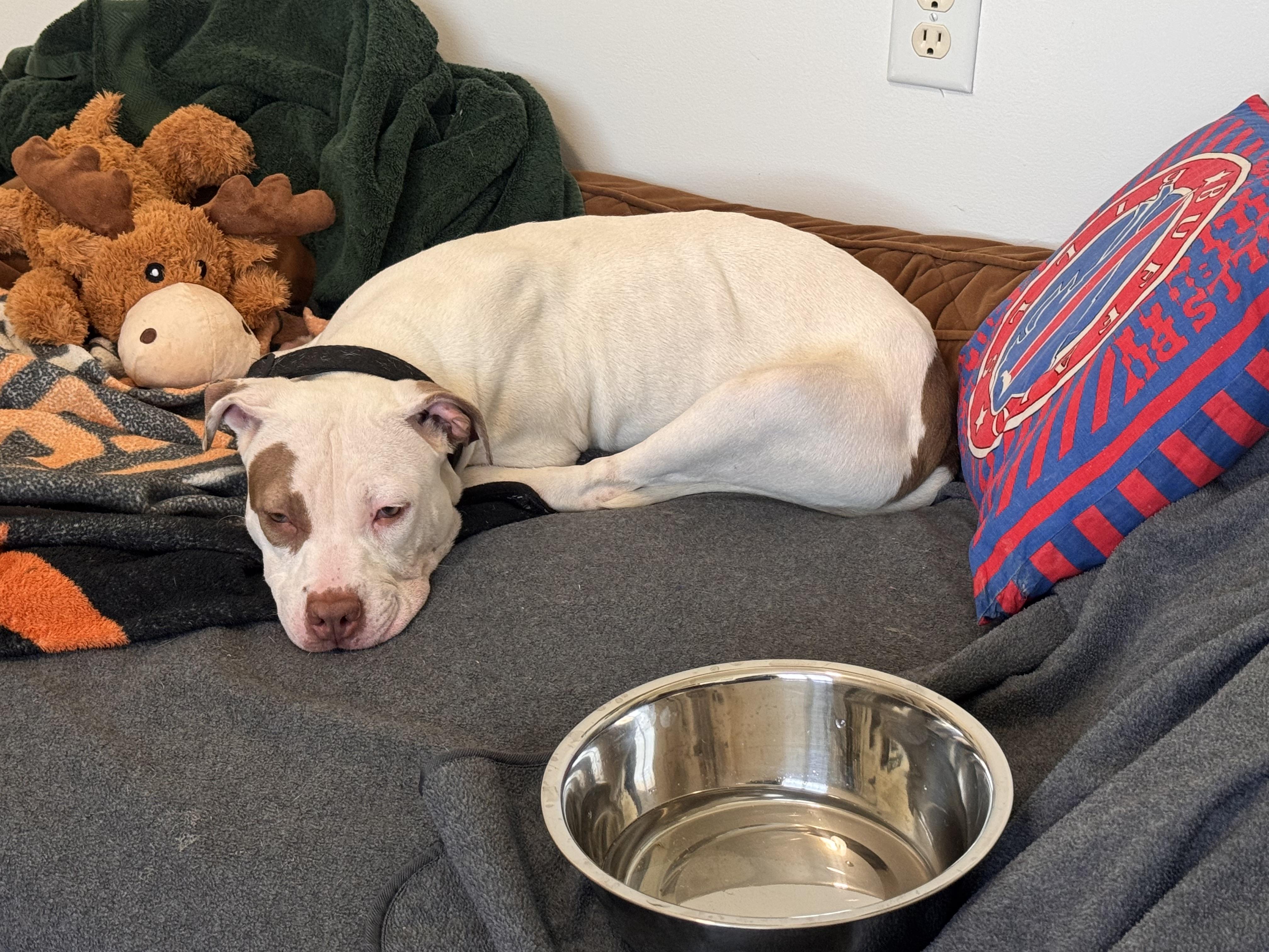Zoe, a ADOPTABLE mixed breed in Alexandria, VA image 4/6