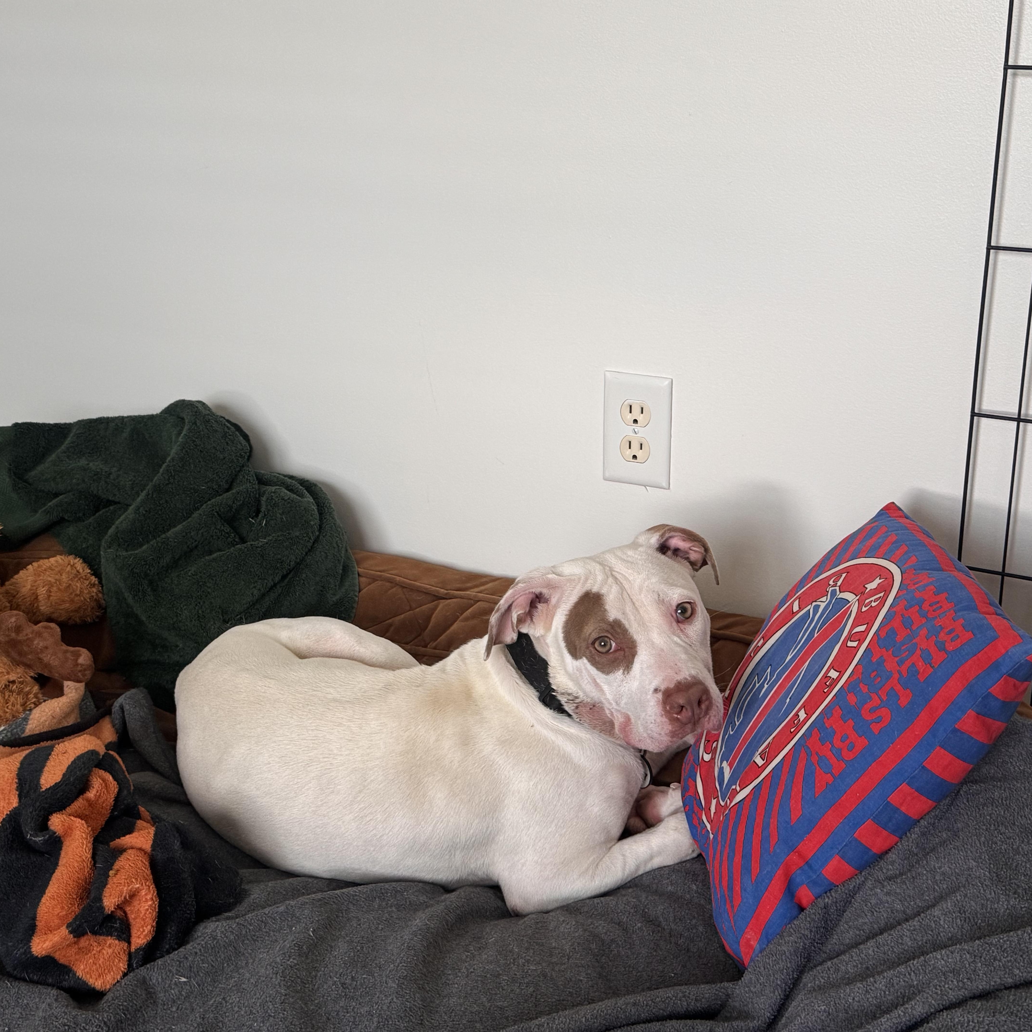 Zoe, a ADOPTABLE mixed breed in Alexandria, VA image 3/6