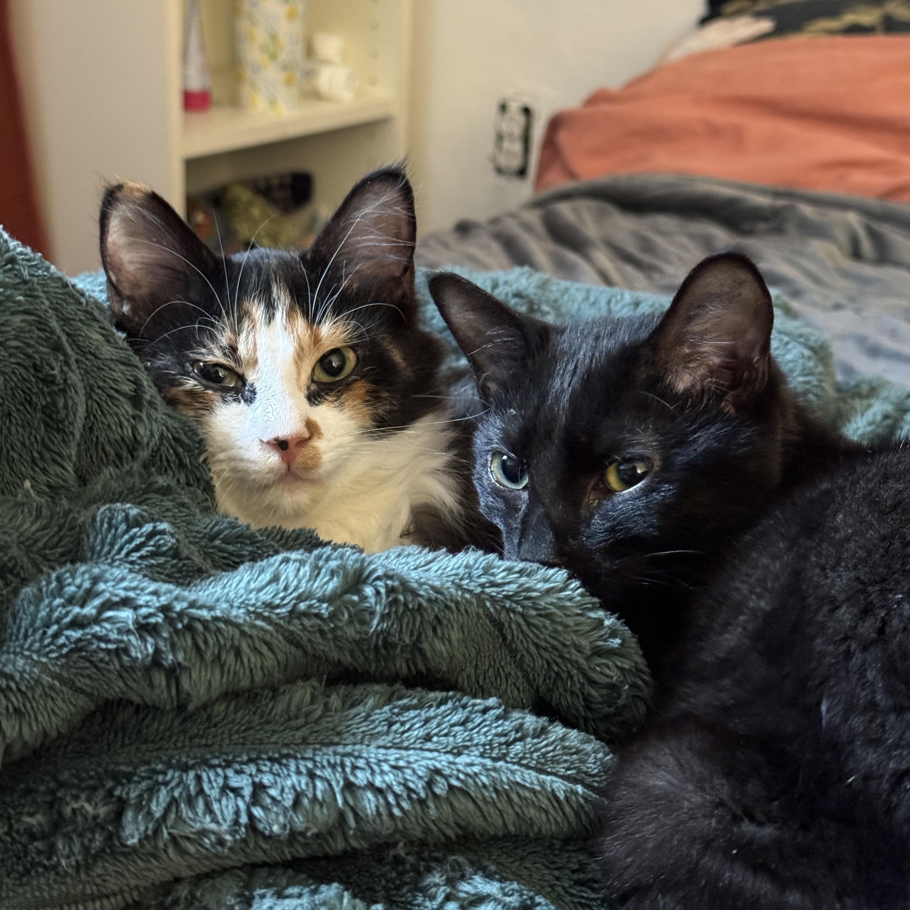 Felicity, an adopted mixed breed in Brooklyn, NY image 2/3