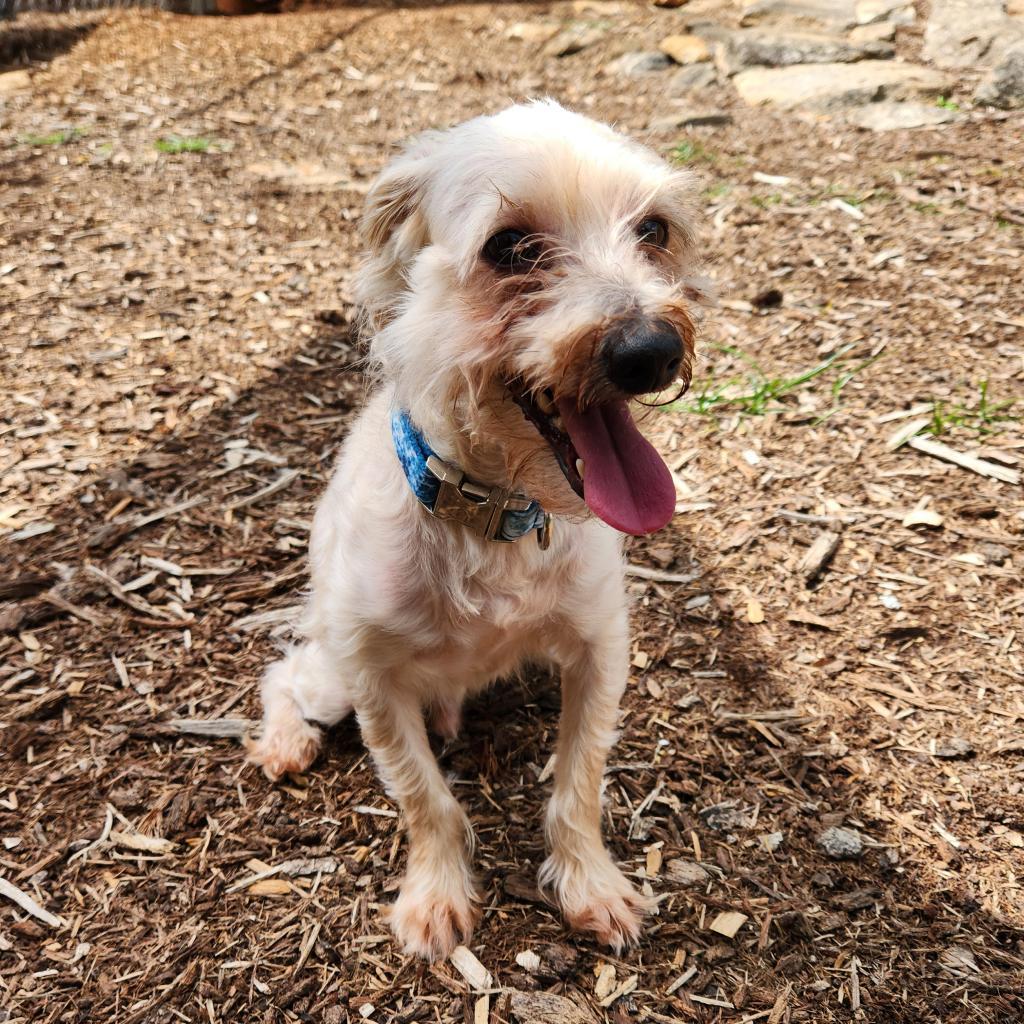 Angus 21363 — thumbnail 2