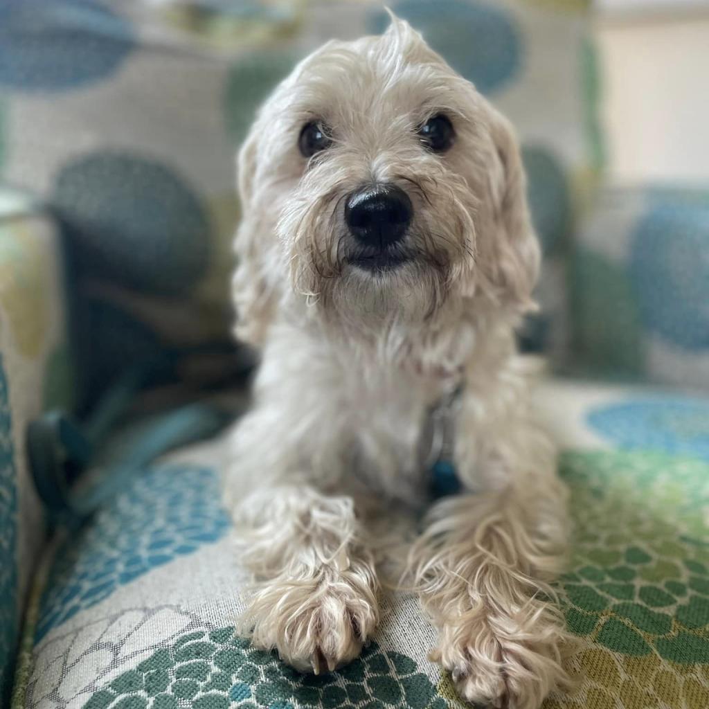 Angus 21363 — thumbnail 3