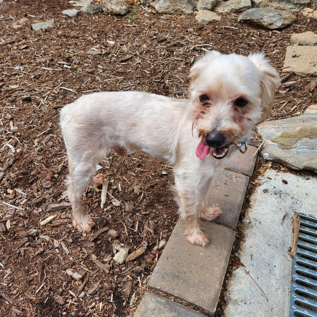 Angus 21363 — thumbnail 4