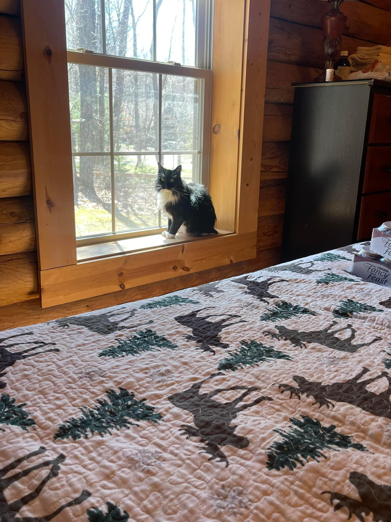 Valentine, Adoptable, Adult Female Domestic Long Hair.