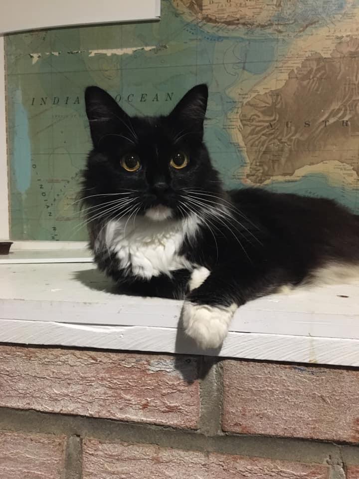 Enlarge Valentine, a Adoptable Domestic Long Hair in Glen Burnie, MD image 2/6