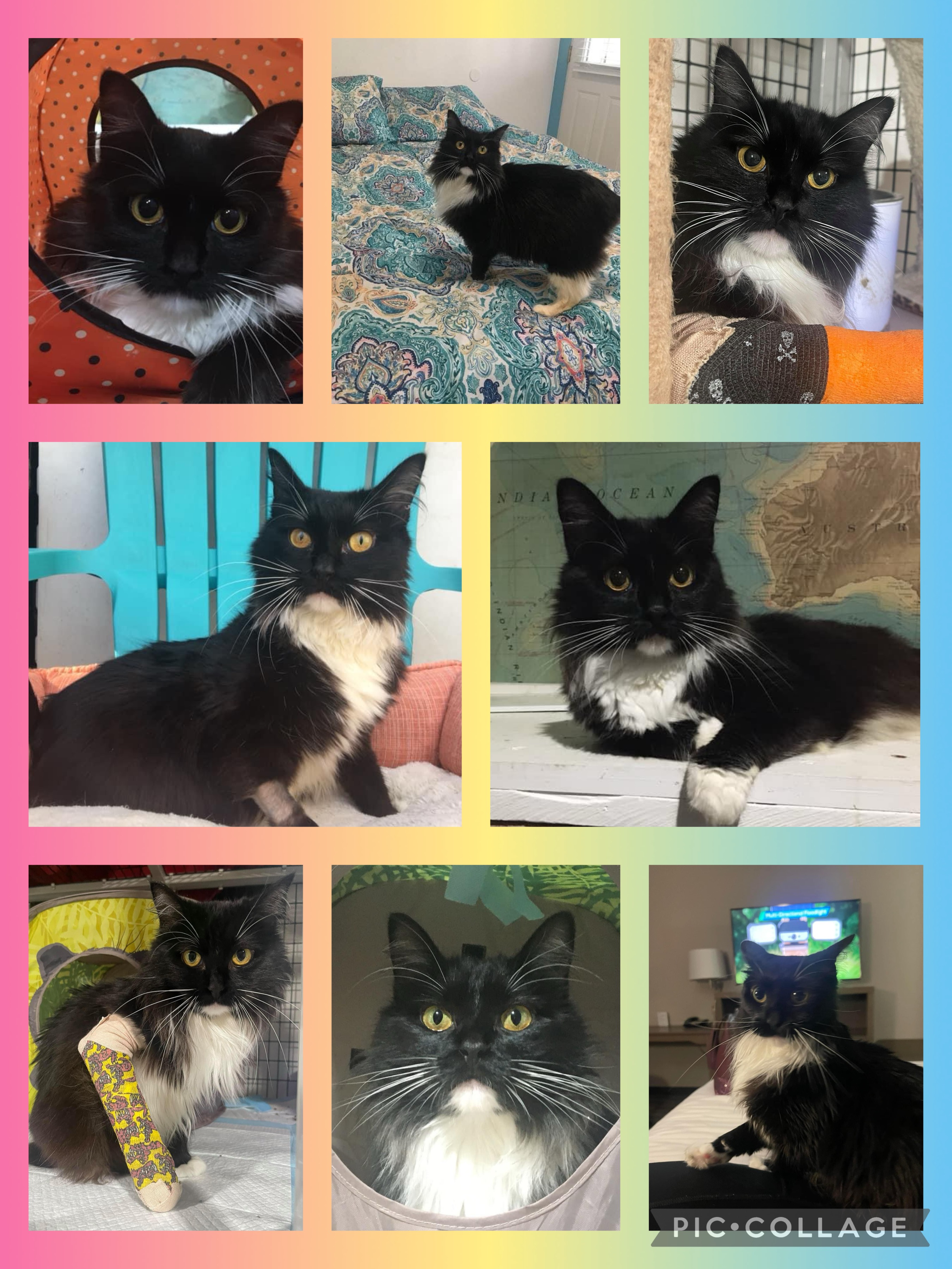 Enlarge Valentine, a Adoptable Domestic Long Hair in Glen Burnie, MD image 3/6