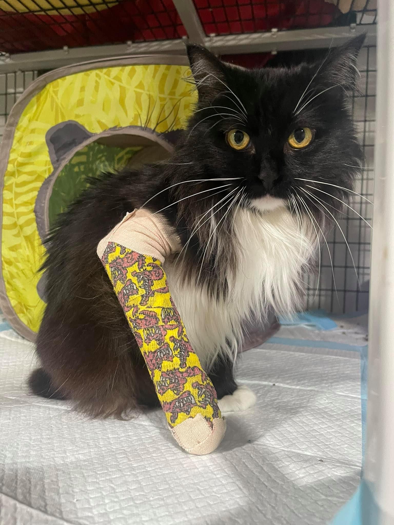 Enlarge Valentine, a Adoptable Domestic Long Hair in Glen Burnie, MD image 4/6