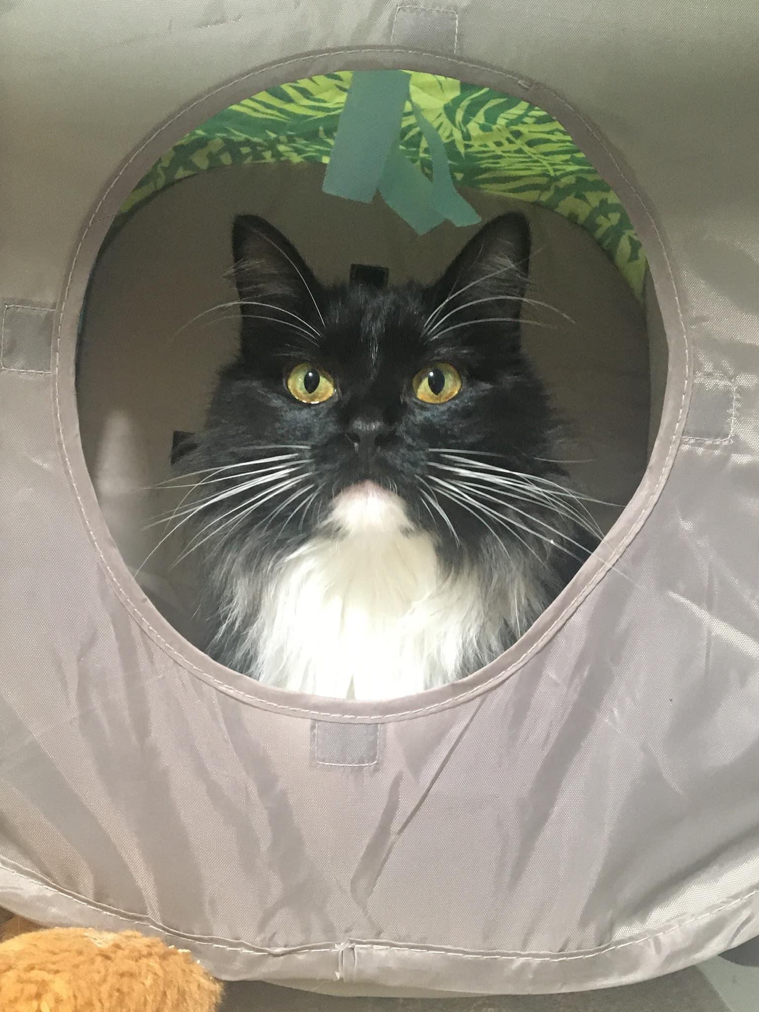 Enlarge Valentine, a Adoptable Domestic Long Hair in Glen Burnie, MD image 5/6